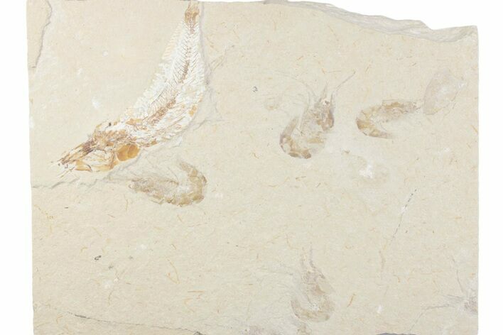 Cretaceous Fish (Gaudryella) and Shrimp Fossils - Hjoula, Lebanon #376348